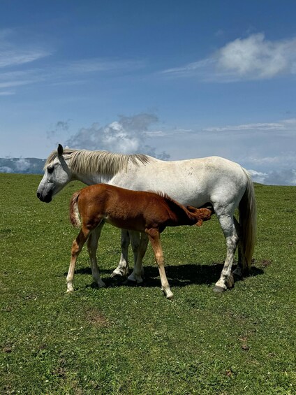 A white horse with a foal in a grassy field under a clear sky. 4