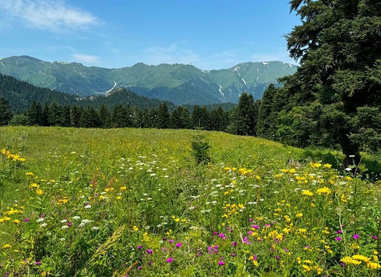 A meadow with wildflowers and a mountain range in the background. 2