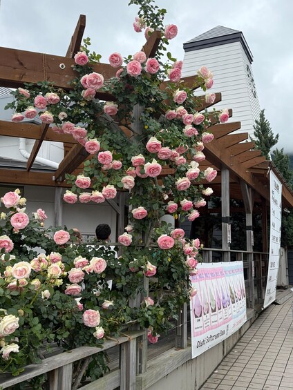 A wooden pergola with pink roses and a sign for Dishi Softcream Base. 3