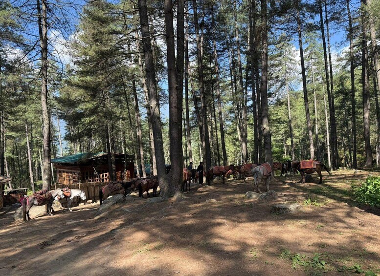 A forest with tall trees and a wooden cabin. 5