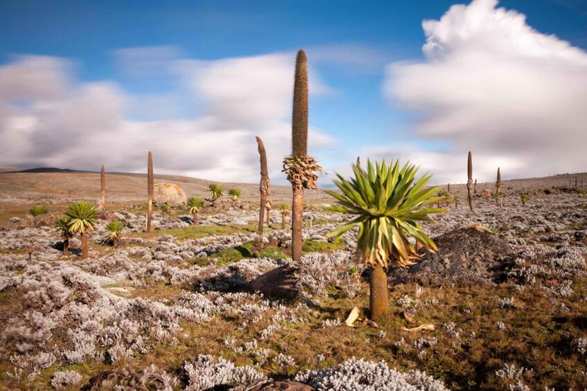 A desert landscape with sparse vegetation, including yucca plants and a cactus, under a partly cloudy sky. 2