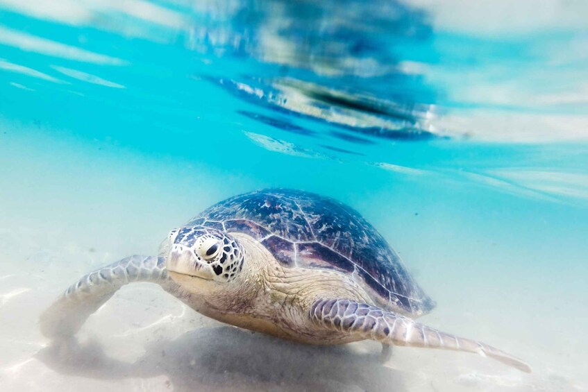 A sea turtle swimming underwater. 1