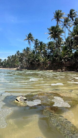 A beach with clear water, palm trees, and a turtle swimming. 3