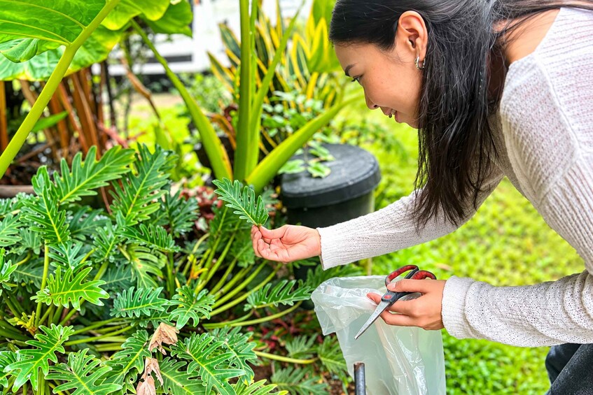 A person pruning a plant with a pair of scissors. 4
