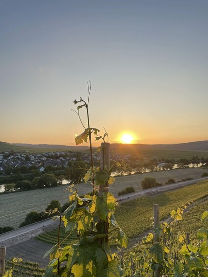 Wine hike in Trittenheim - Local Heroes 1