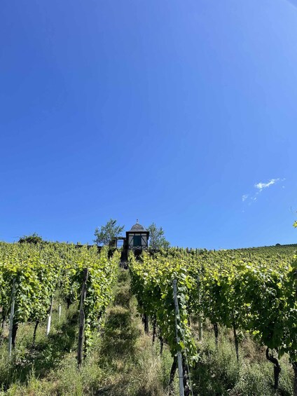 Picture 3 for Activity Wine hike in Trittenheim - Local Heroes 2