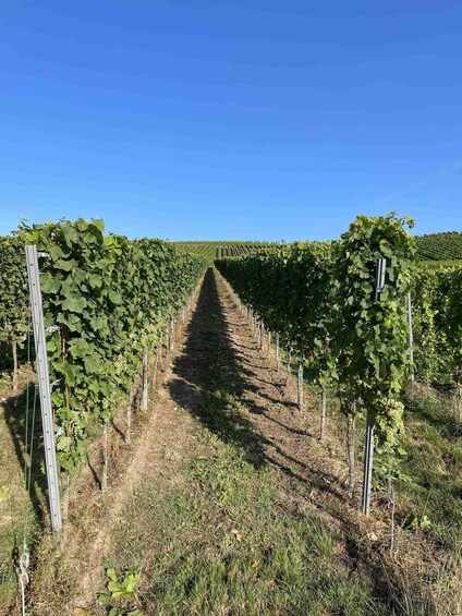 Picture 5 for Activity Wine hike in Trittenheim - Local Heroes 3
