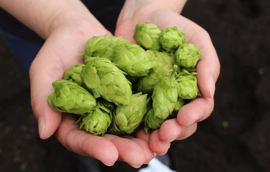 A pair of hands holding a bunch of green hops. 4