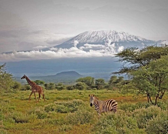 A giraffe and a zebra in a grassy field with a mountain in the background. 4