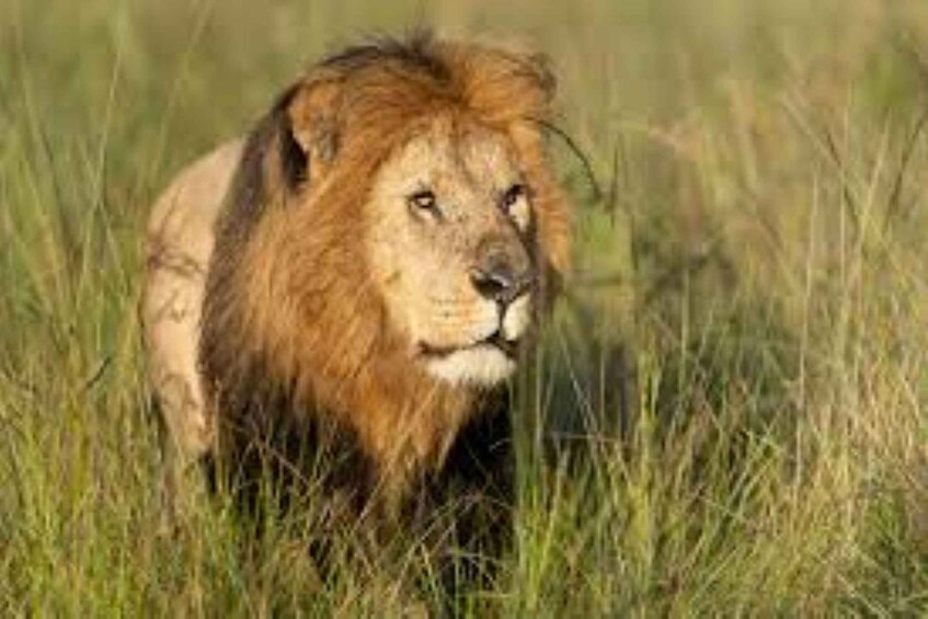 A lion in tall grass. 3