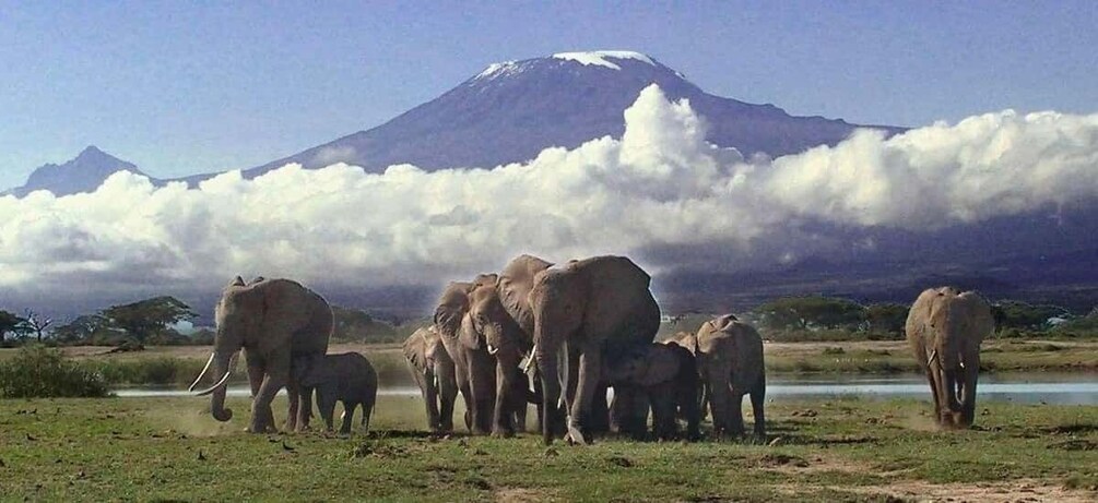 A herd of elephants in a grassy field with a mountain in the background. 1