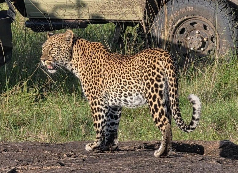 Picture 20 for Activity From Nairobi: Amboseli National Park Safari with Lunch 4