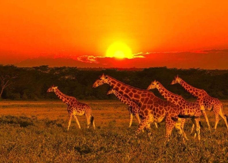 A sunset with giraffes in a grassy field. 1