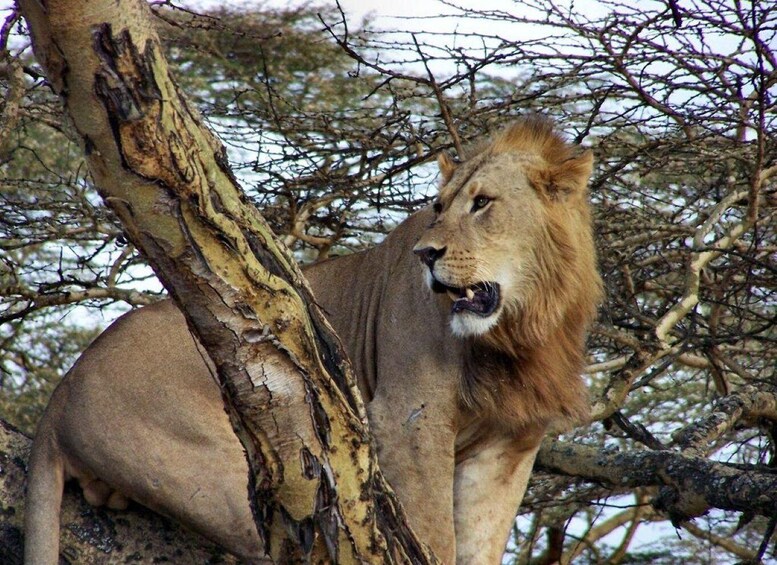 A lion resting on a tree branch in a wooded area. 2