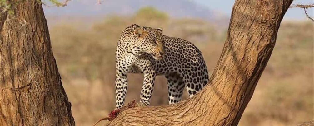 A leopard resting on a tree branch in a savannah landscape. 5