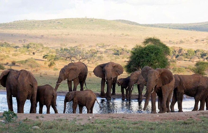 Picture 22 for Activity From Nairobi: Amboseli National Park Safari with Lunch 2