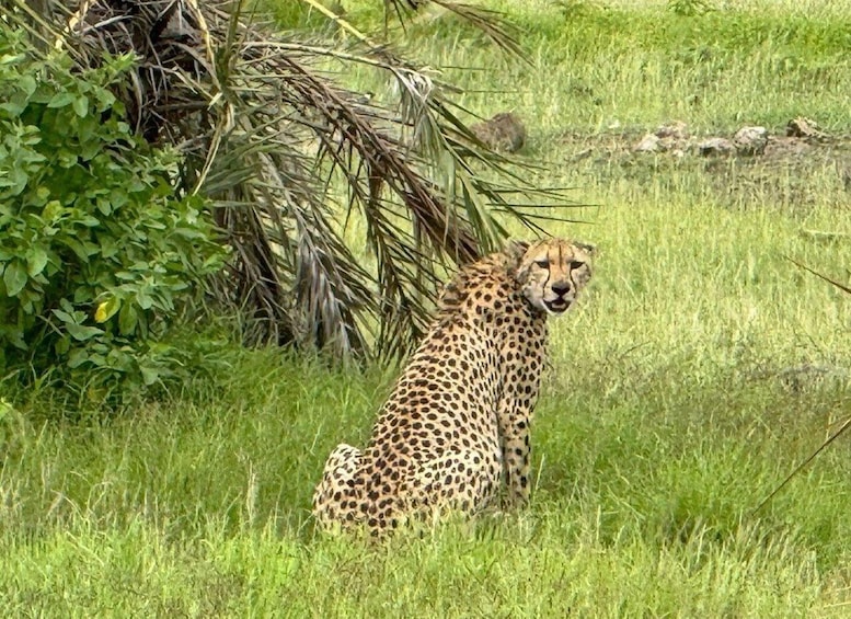 Picture 2 for Activity From Nairobi: Amboseli National Park Safari with Lunch 3