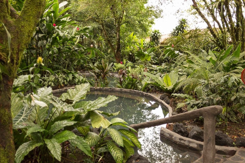 A lush garden with a circular pond, various tropical plants, and a wooden bridge. 5