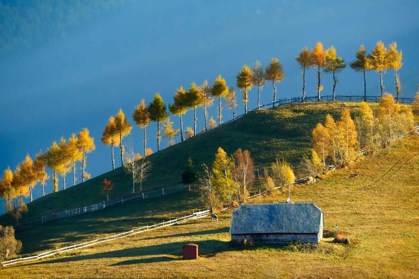 A hillside with a row of trees, a fence, and a small building. 1