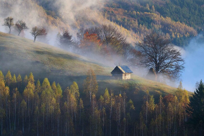 A misty forested hill with a small cabin and a lone tree. 5