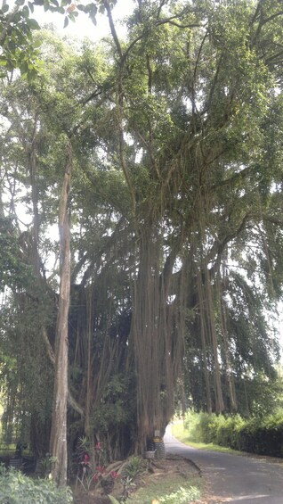 A dense forest with tall trees and hanging moss. 2