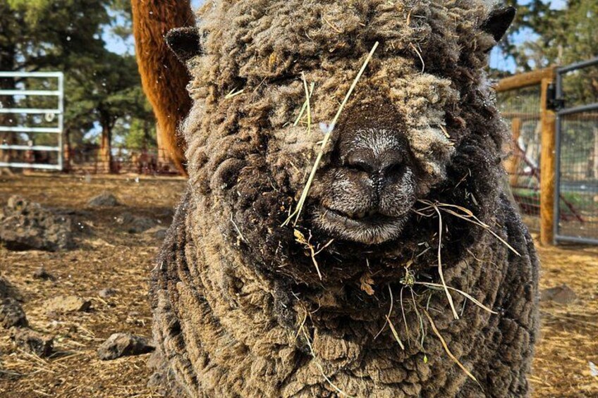 A close-up of a sheep with a textured coat and a nose ring, standing in a fenced area with trees and a wooden structure in the background. 5