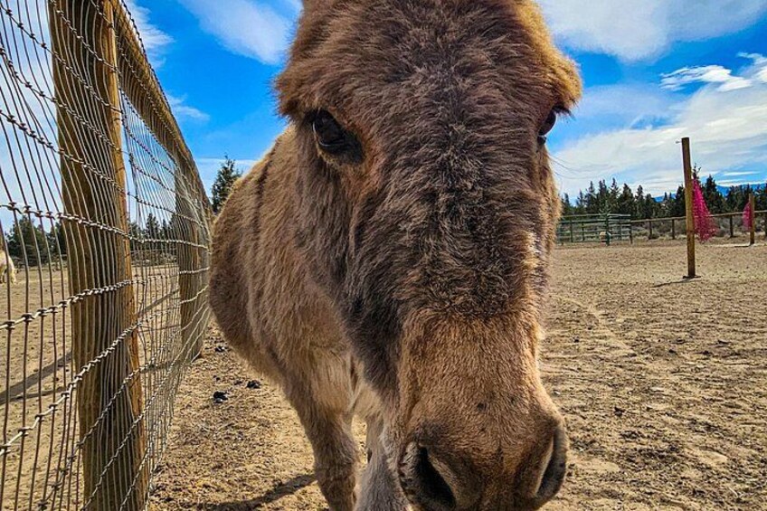 A horse behind a wire fence in a fenced area with a clear sky. 4