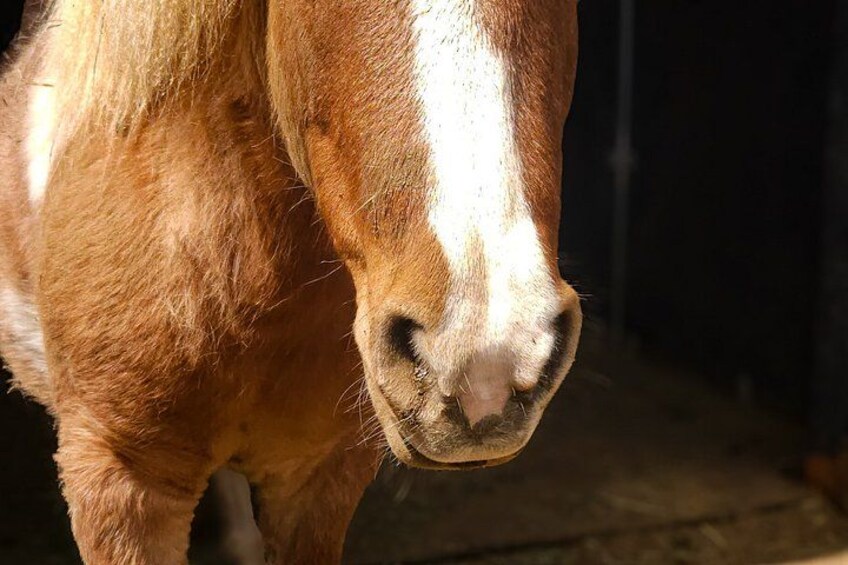 A close-up of a horse's nose and mouth. 2
