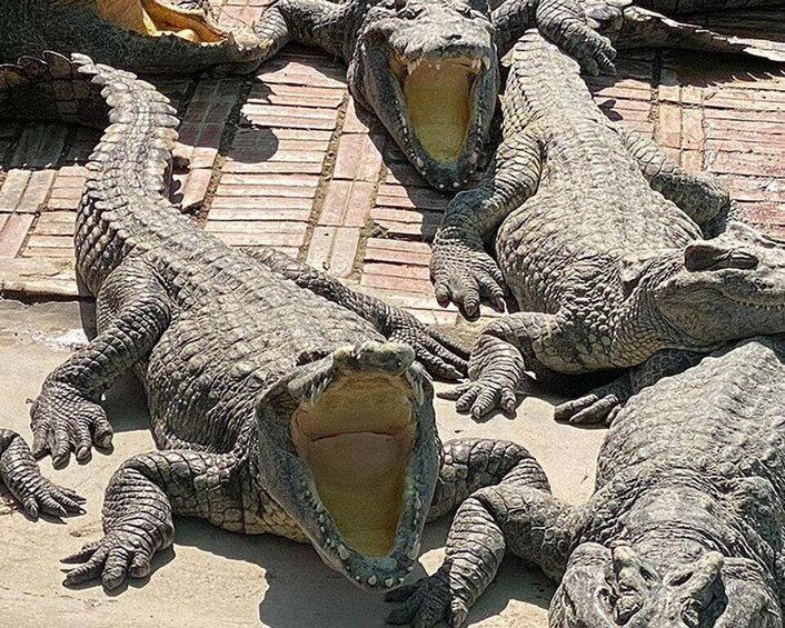 A group of alligators lying on a brick surface. 1