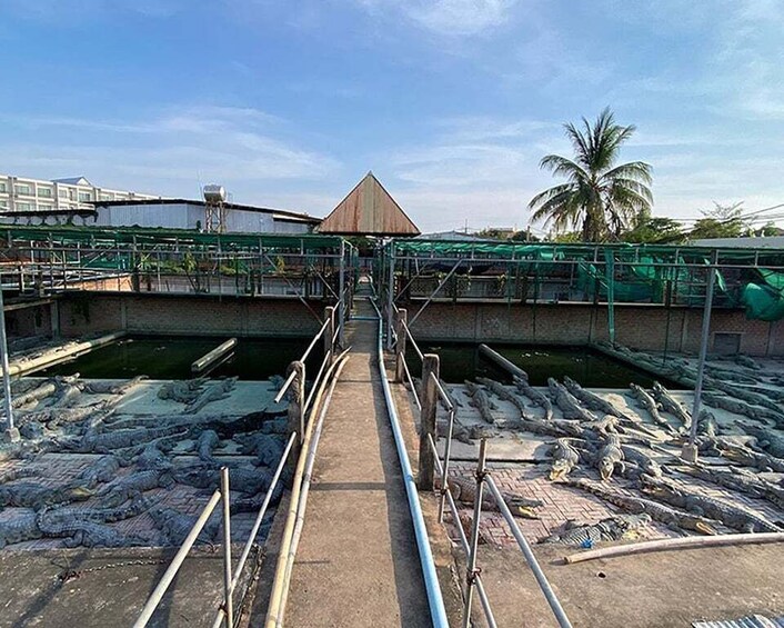 A bridge over a water channel with crocodiles on the banks, a palm tree, and industrial buildings in the background. 4