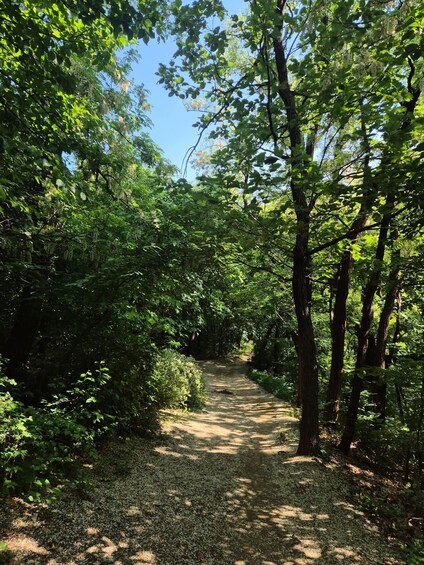 A forest path surrounded by dense green foliage and trees. 3