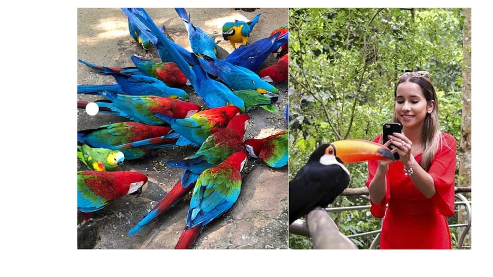 A group of colorful birds and a toucan in a natural setting. 2