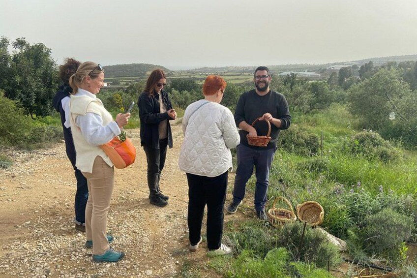 Botanical Garden and Organic Olive Grove Experience in Cyprus 3