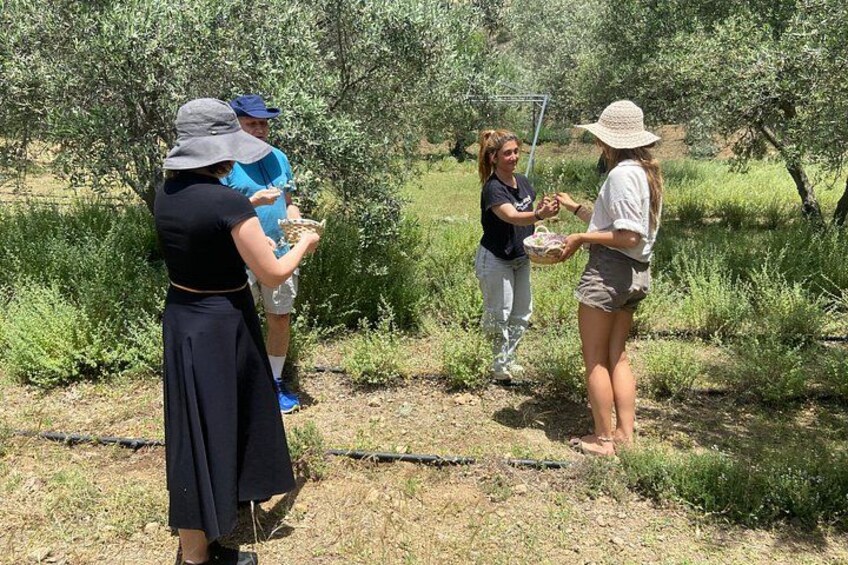 Botanical Garden and Organic Olive Grove Experience in Cyprus 1