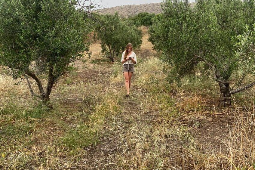 Botanical Garden and Organic Olive Grove Experience in Cyprus 5
