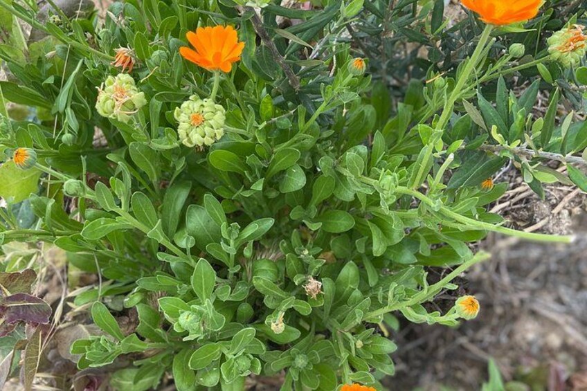 Botanical Garden and Organic Olive Grove Experience in Cyprus 3