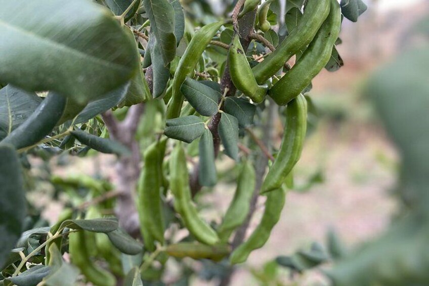 Botanical Garden and Organic Olive Grove Experience in Cyprus 2
