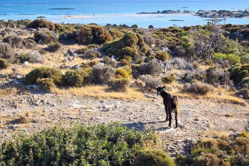 Elafonissi: Crete Private Tour | Mercedes VIP Van (Up to 8 pax.) 3