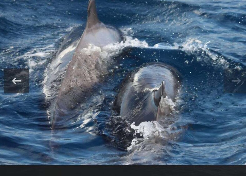 Dolphins swimming in the ocean. 4