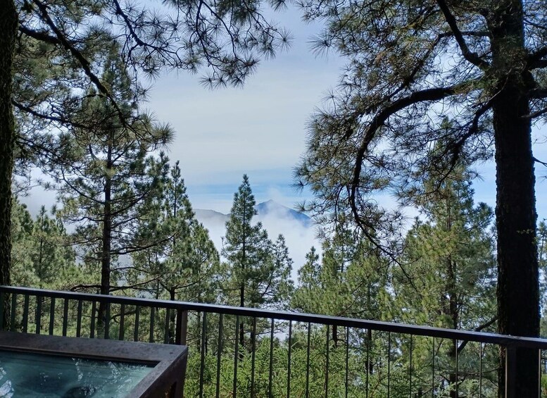 A forest with tall pine trees and a mountain in the distance. 5