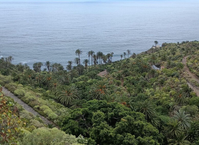 A coastal landscape with dense tropical vegetation and a clear view of the ocean. 3