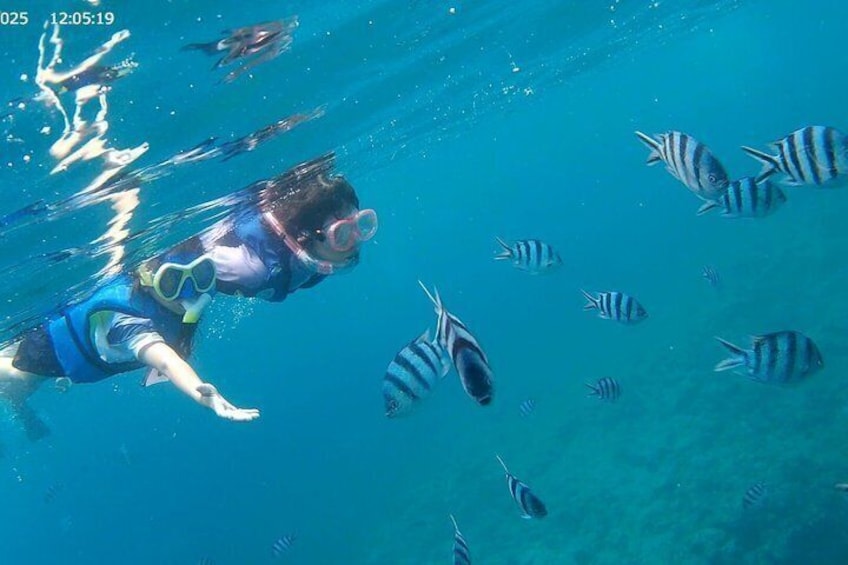 A diver swimming with striped fish in clear blue water. 4