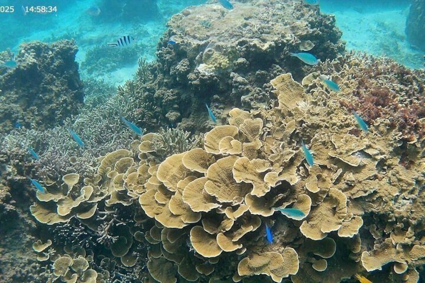 A coral reef with various fish species and a diver in the background. 5