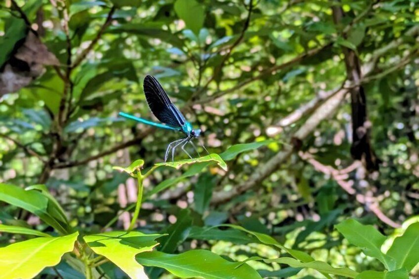 A blue dragonfly perched on a green leaf. 4