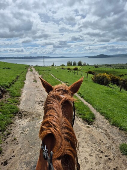 A horse's head on a dirt path with a scenic view of a lake and mountains in the distance. 4