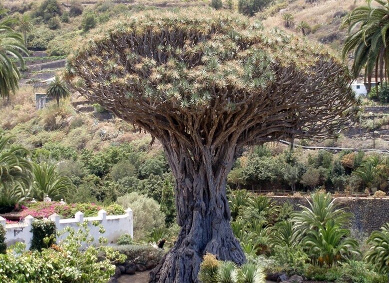 A large tree with a thick trunk and a wide canopy, surrounded by various shrubs and small trees. 2