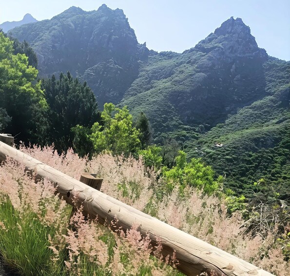 A wooden bridge over a field of pink flowers, with mountains in the background. 4