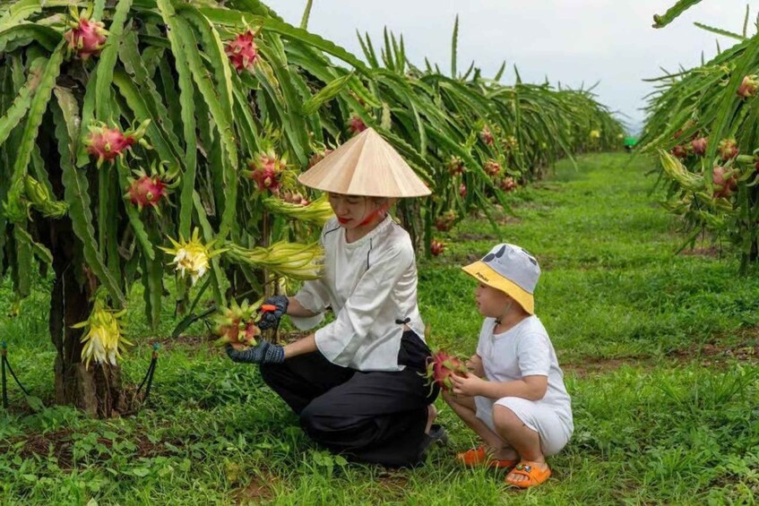 A person in a conical hat and another in a hat, both kneeling in a field with dragon fruit plants. 5