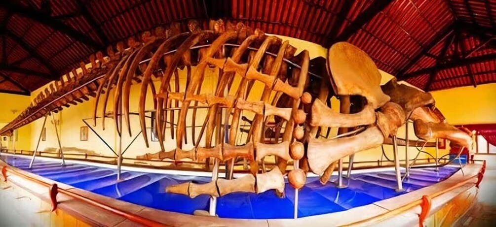 A large, skeletal dinosaur exhibit in an indoor museum. 5