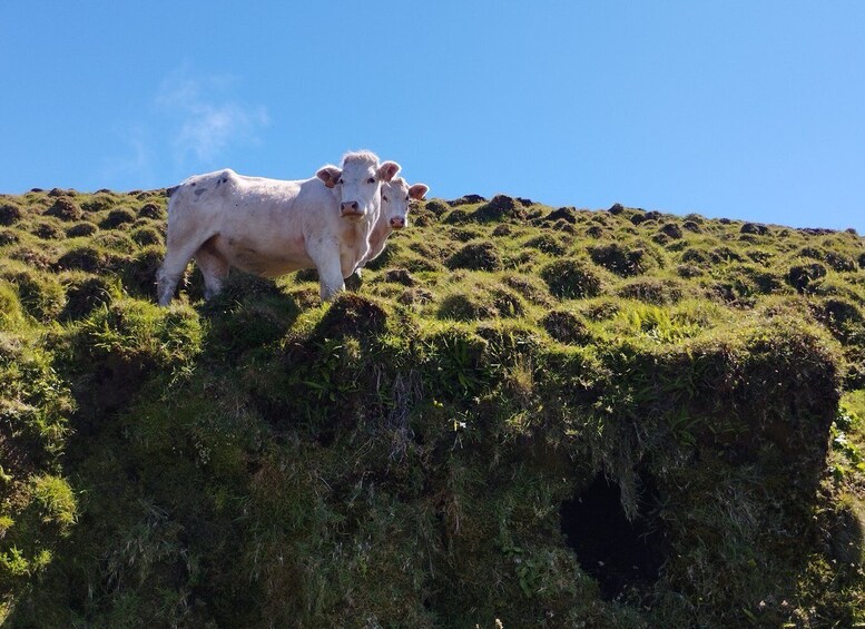A white cow standing on a grassy hill with a clear blue sky. 2